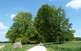 Monument naturel Judenbusch