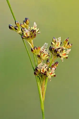 Description de l'image Juncus compressus - Niitvälja.jpg.