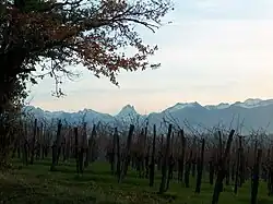Vignes de jurançon en hiver face aux Pyrénées : en plein centre de l'image, le pic du Midi d'Ossau.