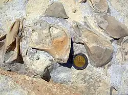 Gastéropode et bivalves fossilisés en Israël, une pièce de monnaie posée à proximité pour en évaluer la taille.
