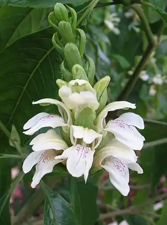 Description de l'image Justicia adhatoda 1.jpg.