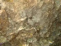 Juvénile de D.puntazzo