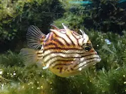 Brachaluteres jacksonianus.