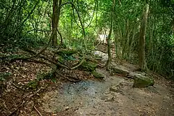 Forêt tropicale du Kakum national park (Ghana)