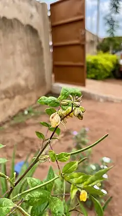 "faux kinkéliba" - Senna occidentalis - en fleur.