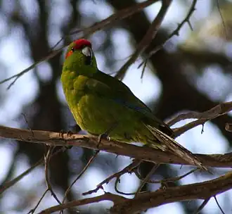 Photographie d'un oiseau vert dont la tête est en partie rouge.