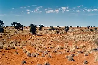 Le désert du Kalahari, l'autre désert de la Namibie.