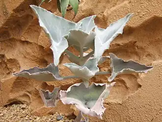 Description de l'image Kalanchoe_beharensis.JPG.