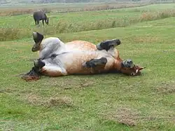Un cheval se roulant sur le ventre.