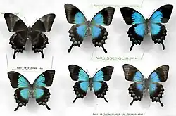 En haut de gauche à droite : Papilio ulysses (revers), Papilio lorquinianus esmea, en bas Papilio lorquinianus lorquinianus