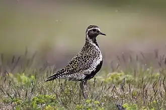 Photographie d'un Pluvier doré en plumage nuptial de profil, montrant son dos moucheté de noir et de doré, avec quelques plumes claires autour des yeux.