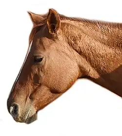 Photographie de la tête d'un cheval roux, sur fond blanc