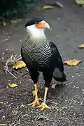 Caracara huppé (Caracara plancus)