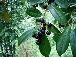 Laurier-cerise avec des grappes de fruits.
