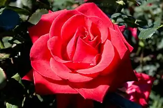 Image illustrative de l’article Kardinal