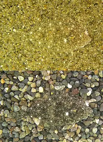 Kareius bicoloratus.