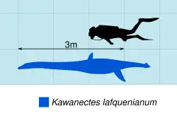 Comparison humaine de taille.