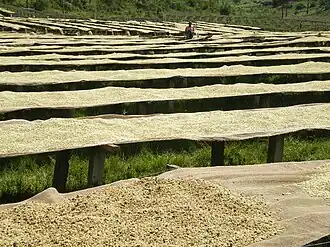 Agriculture à Kayanza