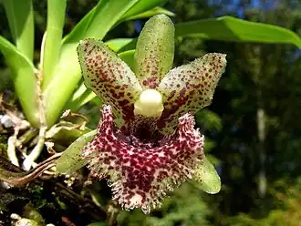 Description de cette image, également commentée ci-après