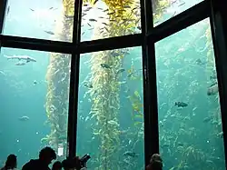 Kelp présenté au public par l'aquarium californien de Monterey.