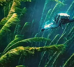 Kelp en milieu sous-marin