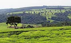Vue de plantation de thé verdoyant avec à l'arrière plan une colline et des forêts.