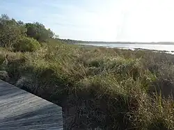 La tourbière de Kerogan sur la rive gauche de l'Odet juste en aval de Quimper 2.