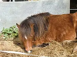Photo d'un poney bai couché dans son paddock.