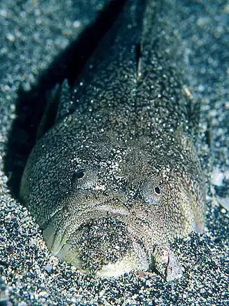 Uranoscopus chinensis