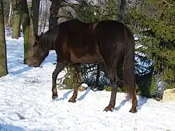 Photographie d'un cheval brun foncé vu de dos dans la neige.