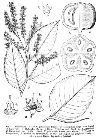 Description de l'image Klainedoxa gabonensis00.jpg.