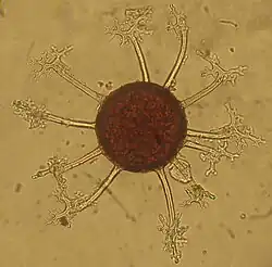 Une sphère brune entourée de sortes d'appendices transparents