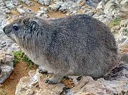 Procavia capensis, un Hyracoidea