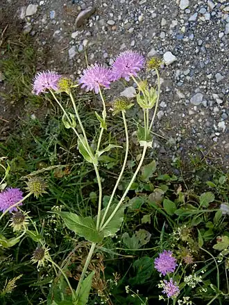 Description de l'image Knautia dipsacifolia01.jpg.