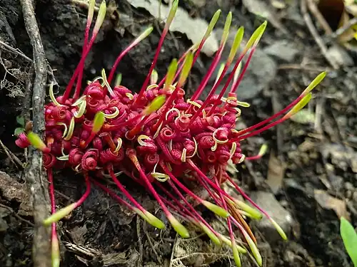 Gros plan sur une fleur de couleur pourpre et jaune.