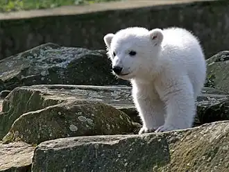 Knut, jeune ours polaire, jugé mignon par les médias.