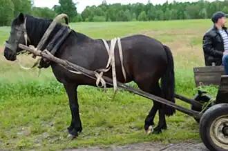 Polesskaya noir attelé