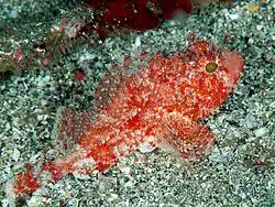 Scorpaena miostoma