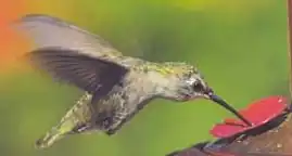 Certains oiseaux nectarivores sont dits « voleurs de nectar » car ne contribuant pas à la pollinisation, mais d'autres comme les colibris (ou certaines chauve-souris nectarivores) sont de vrais pollinisateurs