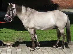 Photographie en couleur d'un cheval gris vu de profil, bridé.