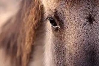 Gros plan sur l'œil gauche d'un cheval gris