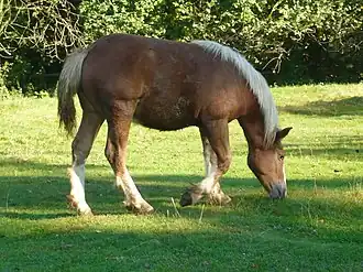 Sokólski alezan aux crins lavés