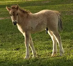 Poulain avec un pelage fauve laineux