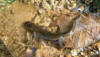 Description de l'image Kori salamander.jpg.