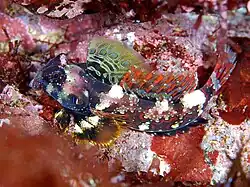 Synchiropus ocellatus