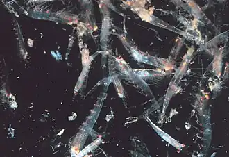 Les populations de krill peuvent être densément rassemblées sous la surface