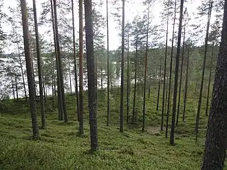 Image illustrative de l’article Lentua