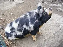 Kunekune dans un zoo.