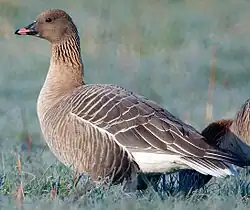 Anser brachyrhynchus