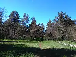 Forêt du parc Kuusiku.